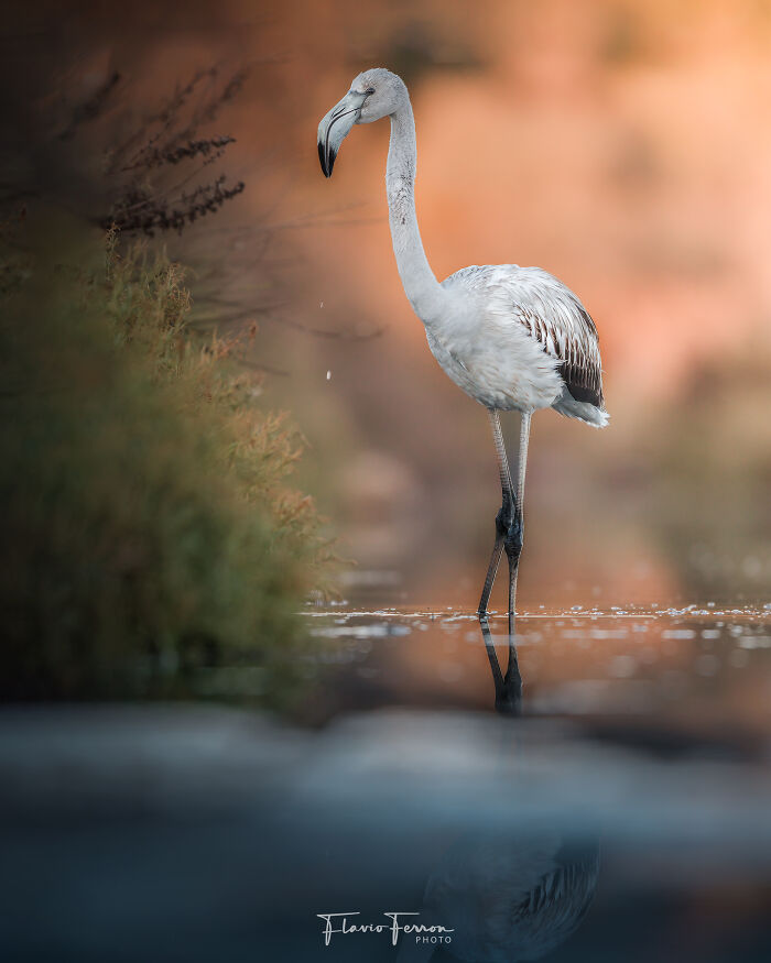 Flamingo standing in calm water surrounded by natural vegetation, showcasing stunning nature photography with respect for wildlife.