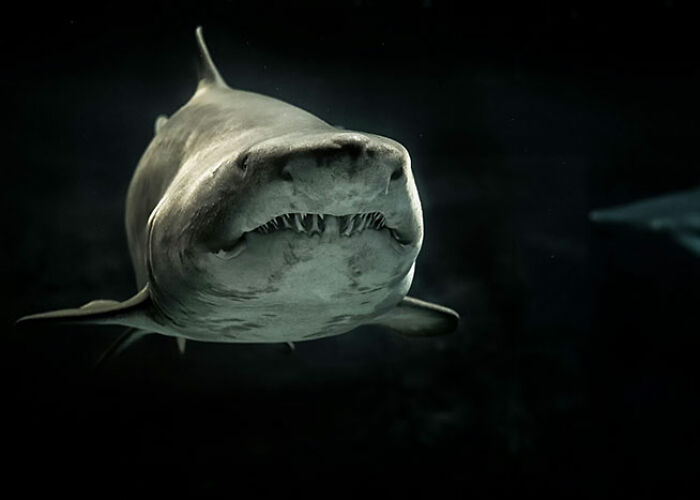 Close-up of a shark swimming in dark water illustrating surprising animal facts that are both creepy and cool.