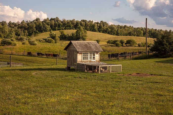 Chicken Coop By Susan Anthony