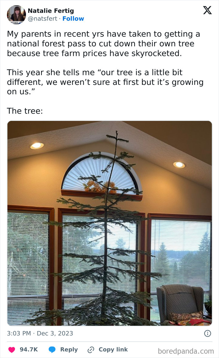 Sparse and unusual indoor Christmas tree with thin branches in a living room, showcasing funniest parents humor.