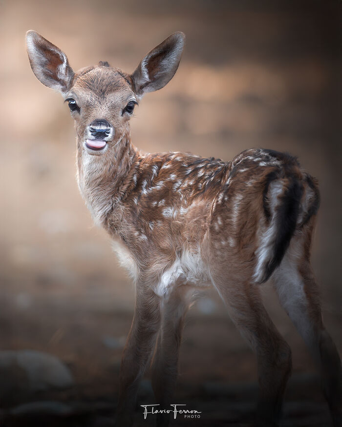 Close-up portrait of a young deer highlighting how respecting nature creates stunning photos in a natural setting.