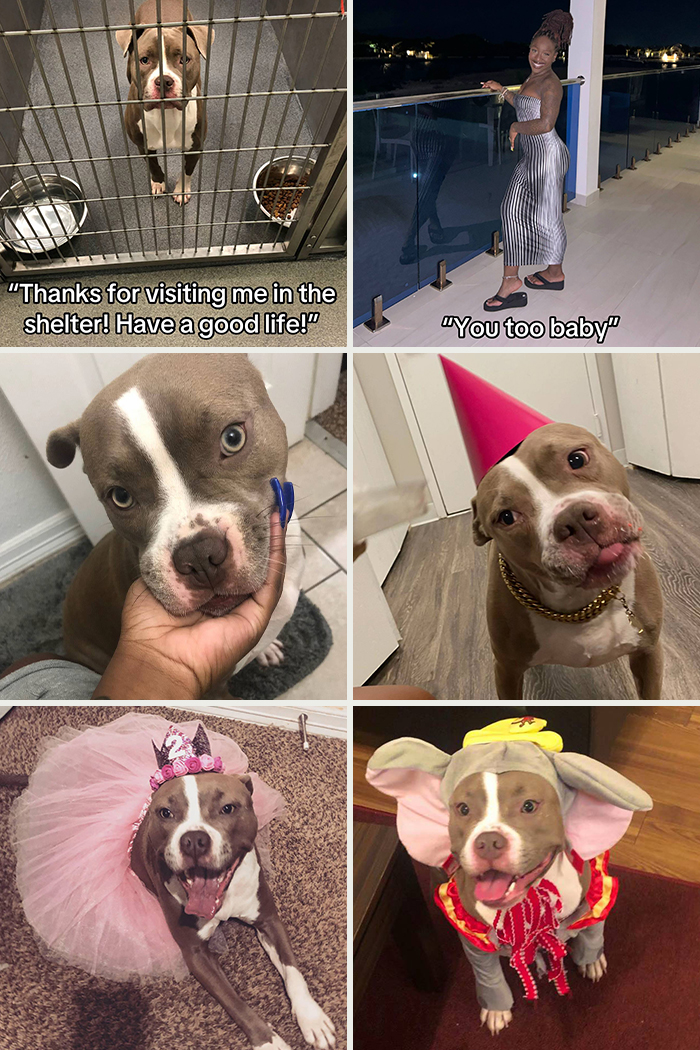 Adopted pit bull enjoying life with playful costumes and loving moments in a happy adoption photo collection.