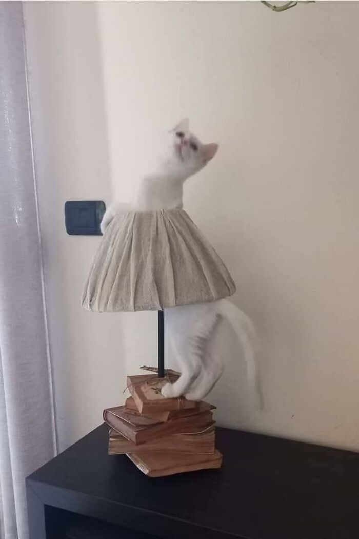 White cat appearing to wear a lampshade skirt standing on stacked books on a black surface indoors, adorable cats.