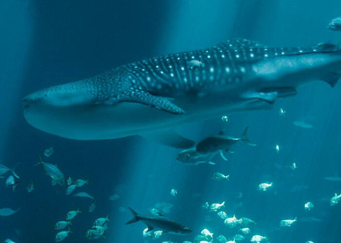 Whale shark swimming among smaller fish underwater showcasing surprising animal facts both creepy and cool.