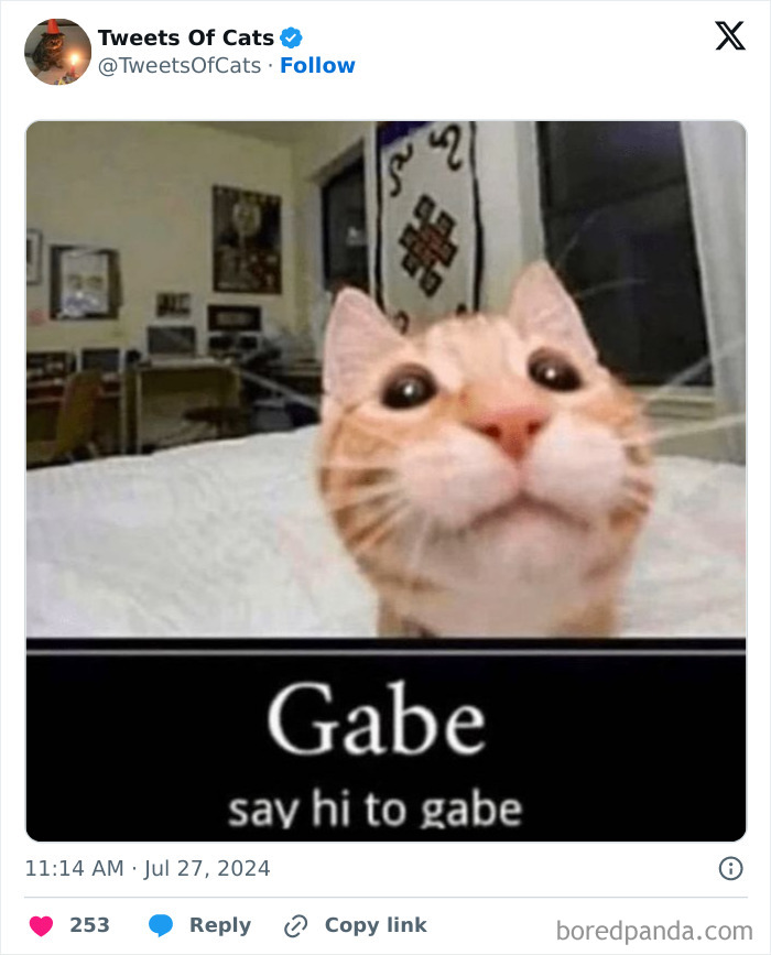 Close-up of a quirky cat named Gabe with wide eyes, showcasing delightfully odd cat behavior indoors.