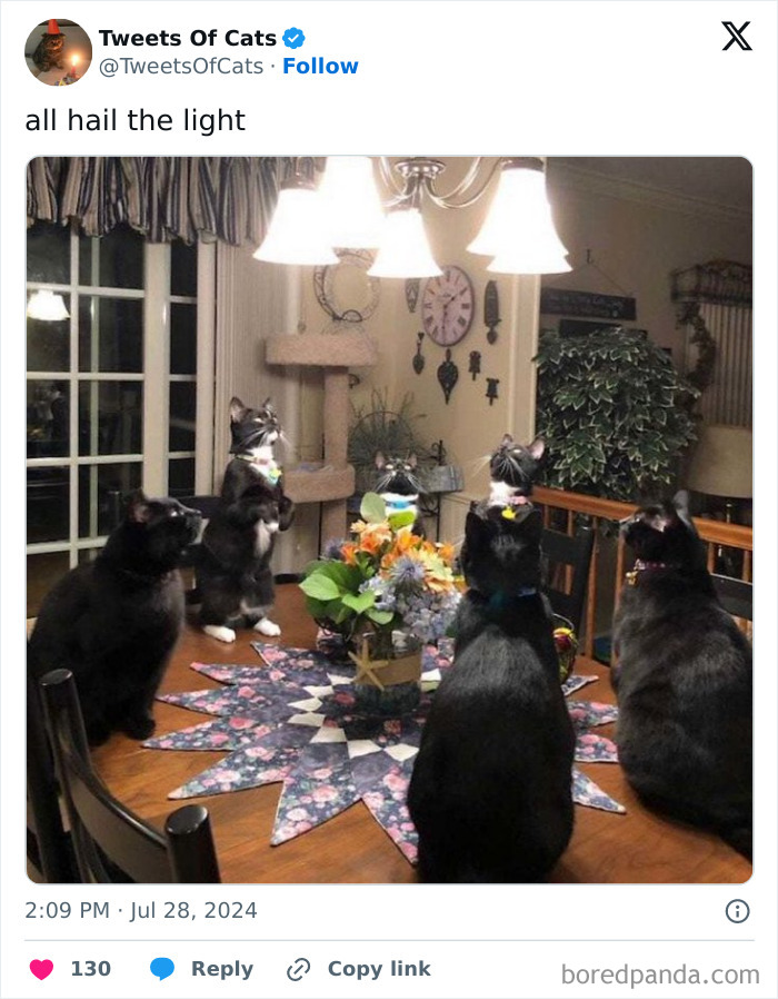 Five quirky cats sitting around a dining table looking up at a chandelier light in a cozy home setting.