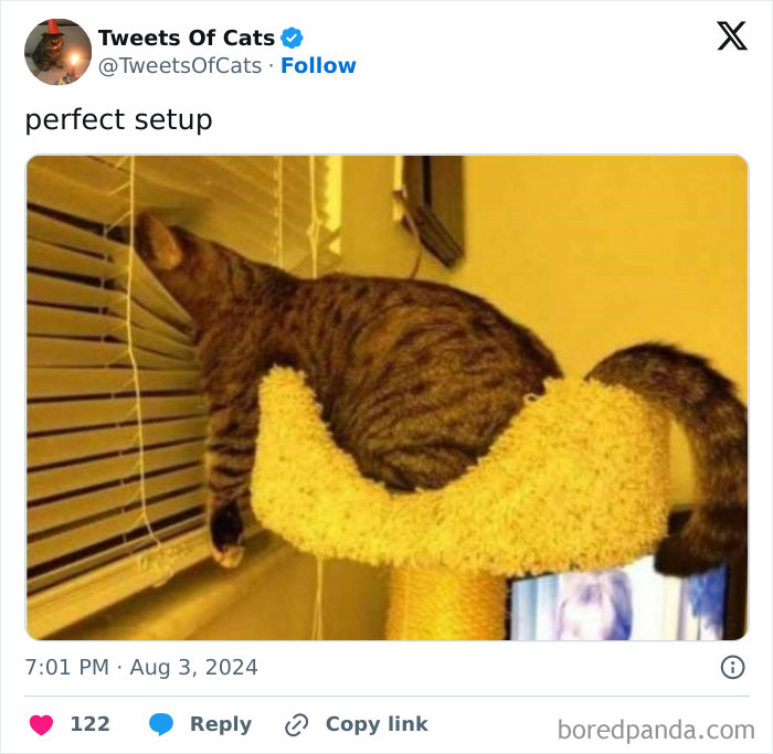 Tabby cat perched oddly on a curved cat tree, peeking through window blinds, showing quirky cat memes delightfully odd creatures.