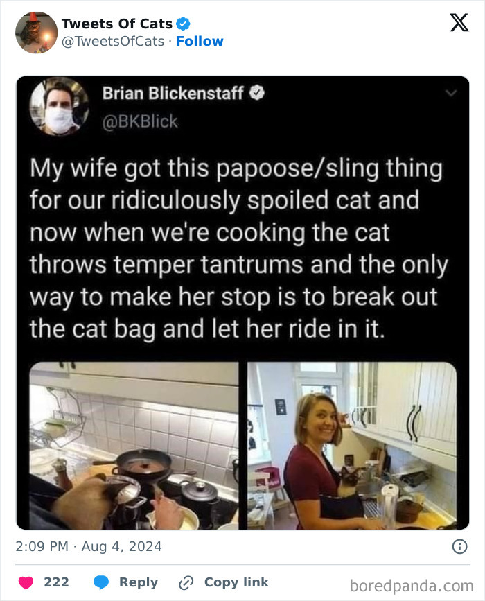 Spoiled cat riding in a sling bag in the kitchen, showing quirky cat memes about delightfully odd creatures.