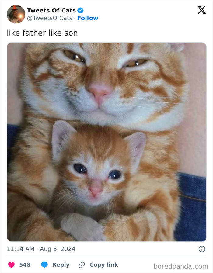 Close-up of an adult cat and kitten cuddling, showcasing quirky cat meme charm and delightfully odd cat creatures.