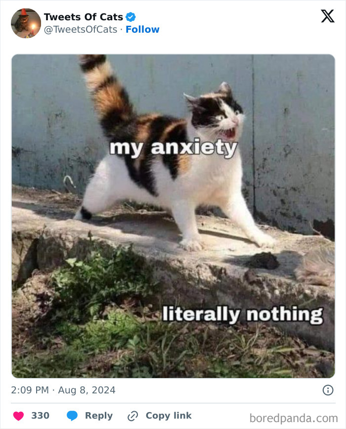 Calico cat with a startled expression standing on a rock, illustrating quirky cat memes about anxiety and odd behavior.