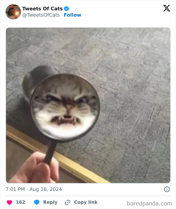 Cat face distorted through a magnifying glass, showcasing quirky cat memes of delightfully odd creatures.