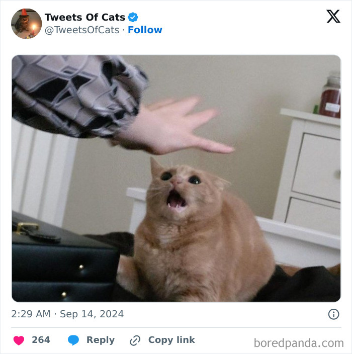 Orange cat with wide eyes and open mouth reacting to a hand above it, showcasing quirky cat memes and odd cat behavior.