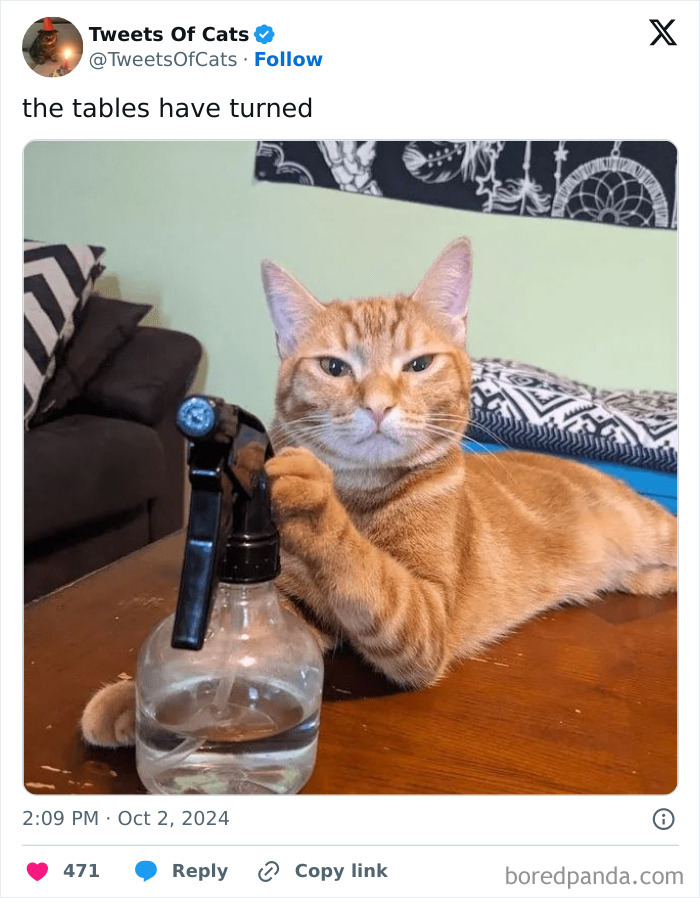 Orange cat resting on a table with its paw on a spray bottle, showcasing quirky cat memes of delightfully odd creatures.