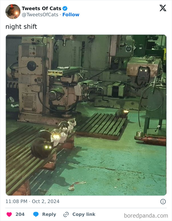 Cats with glowing eyes sitting on metal grates in an industrial setting showcasing quirky cat memes odd creatures at night.