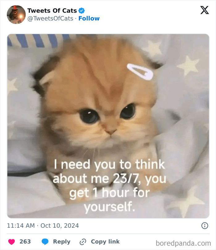 Fluffy kitten with big eyes and a hair clip on its head in a quirky cat meme about constant attention.