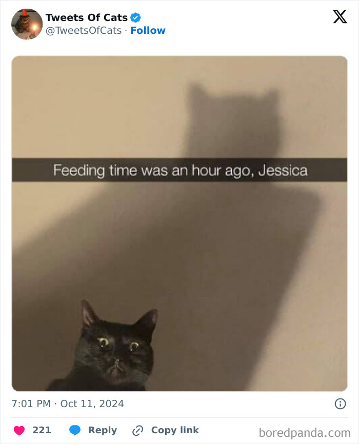 Black cat with wide eyes and large shadow on wall, humorously highlighting quirky cat memes and their odd behaviors.