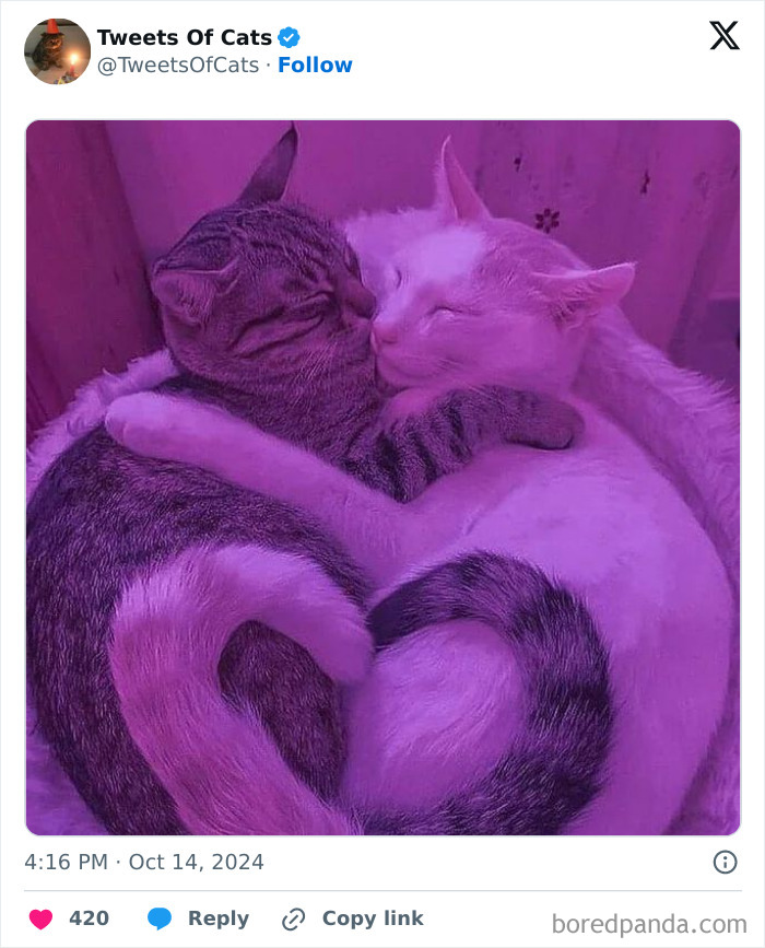 Two cats hugging and sleeping closely together under purple lighting, showcasing quirky cat behavior and odd creatures.