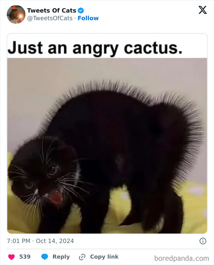 Angry black cat with fur standing on end, looking quirky and odd, illustrating delightfully odd cat creatures.