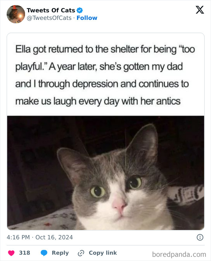 Grey and white cat with wide eyes captioned about being a playful cat meme proving quirky and delightfully odd creatures.