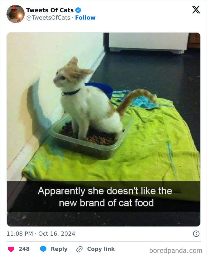Cat sitting in a food container with displeased expression, showcasing quirky cat memes and odd cat behavior.
