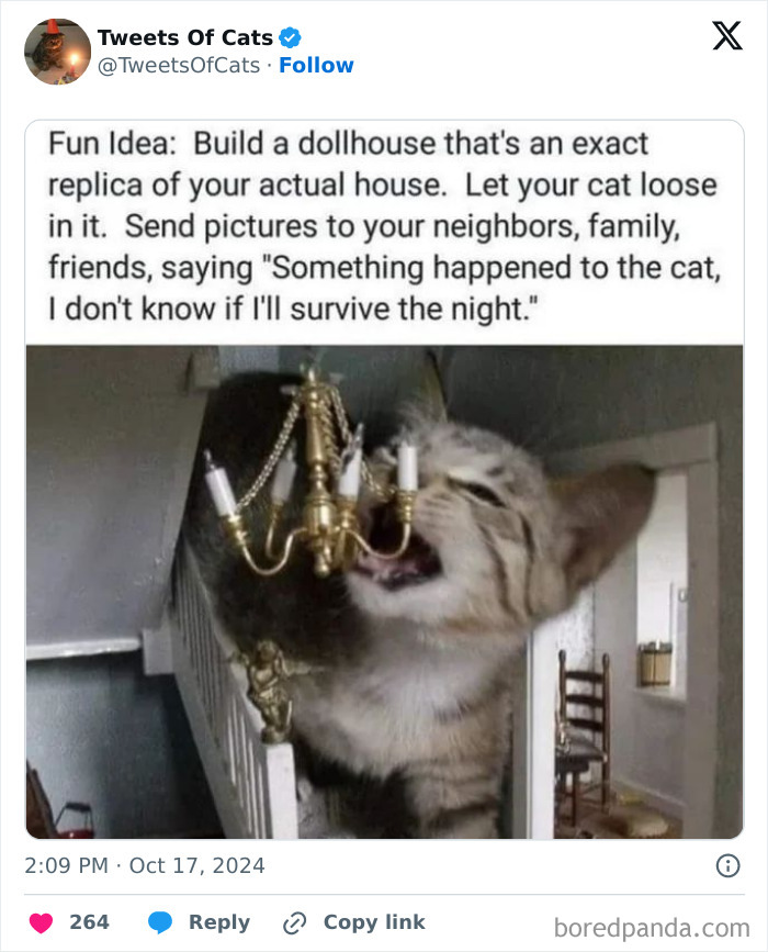 Cat playing with miniature chandelier inside a dollhouse, showcasing quirky cat memes and their delightfully odd behavior.