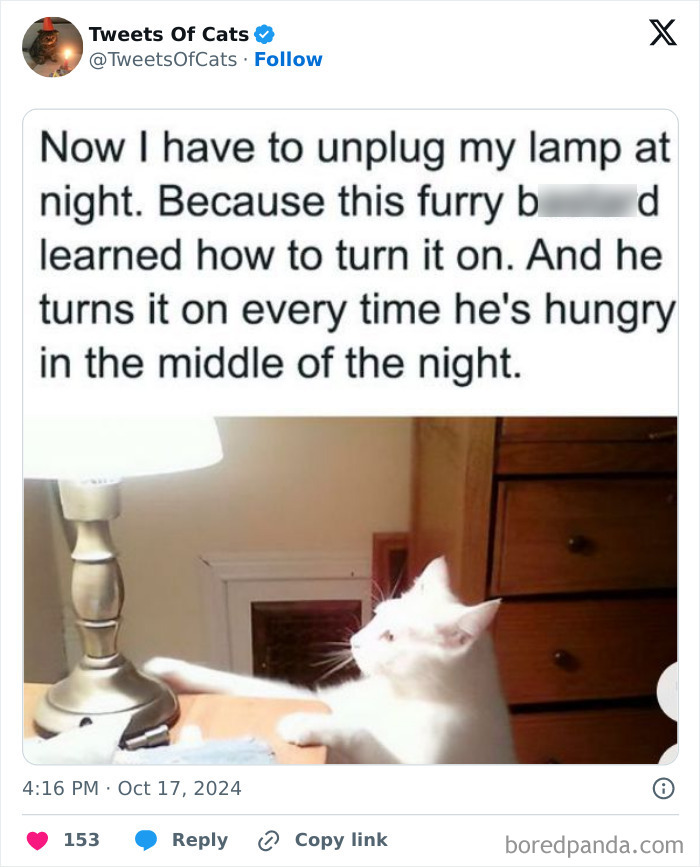 White cat reaching for a lamp switch, illustrating quirky cat behavior as delightfully odd creatures in a home setting.