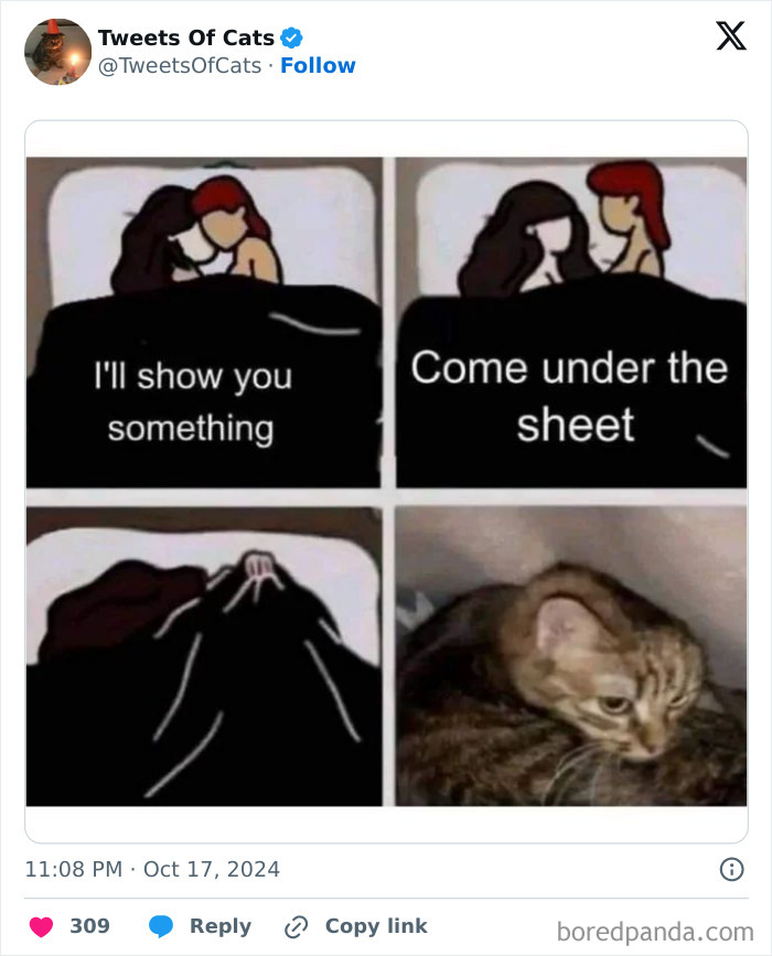 Cartoon couple in bed pulling back sheet to reveal a quirky cat hiding underneath, highlighting odd cat behavior.