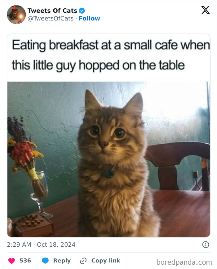 Adorable fluffy cat sitting on a table at a small cafe, showcasing quirky cat memes of delightfully odd creatures.