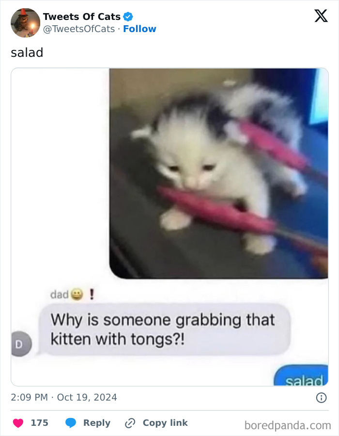 Kitten being awkwardly grabbed with tongs in a funny quirky cat meme showing their delightfully odd behavior.
