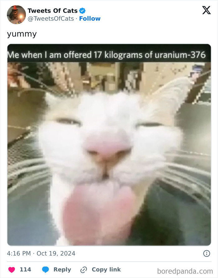 Close-up of quirky cat licking its nose with text about being offered 17 kilograms of uranium, showing odd cat behavior.