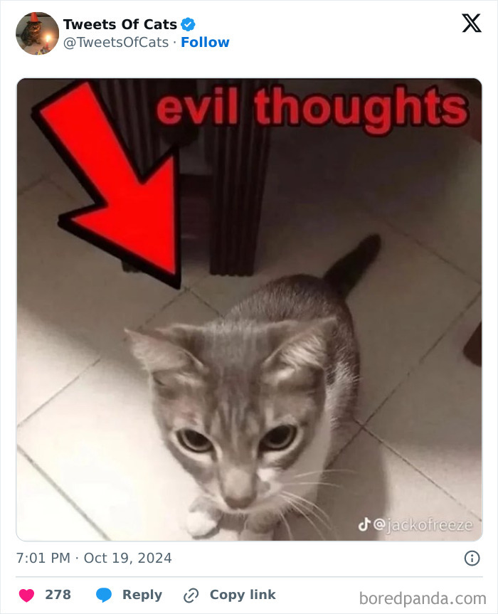 Gray and white cat with wide eyes on tiled floor under a red arrow pointing to it with text evil thoughts, quirky cat memes.