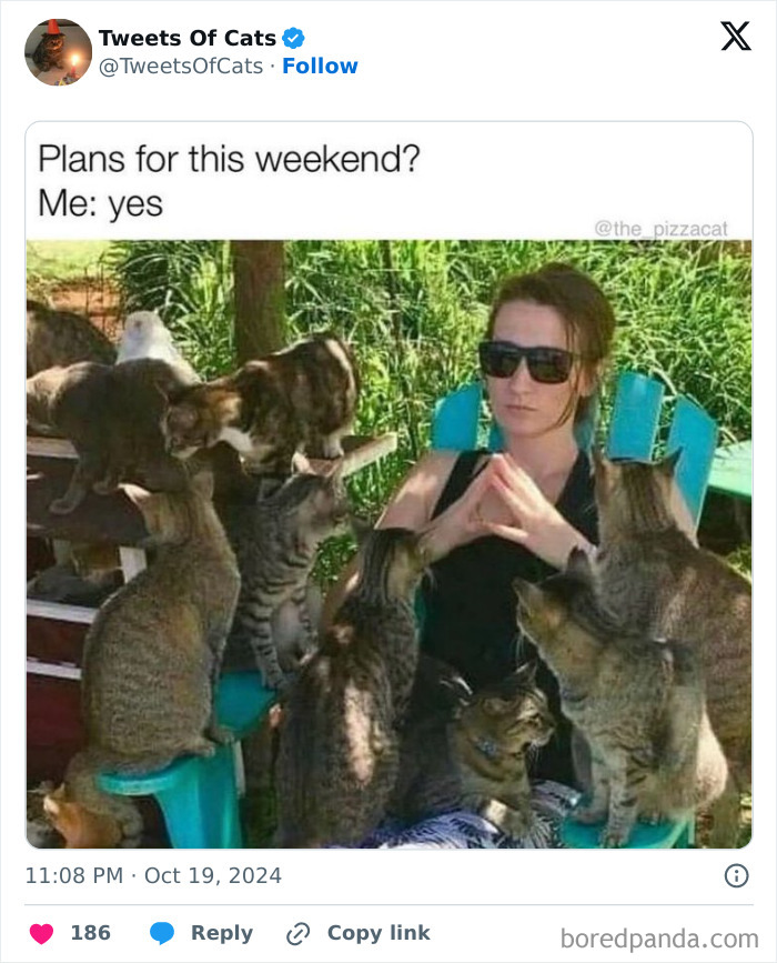 Woman wearing sunglasses surrounded by multiple cats, showcasing quirky cat memes about delightfully odd creatures.