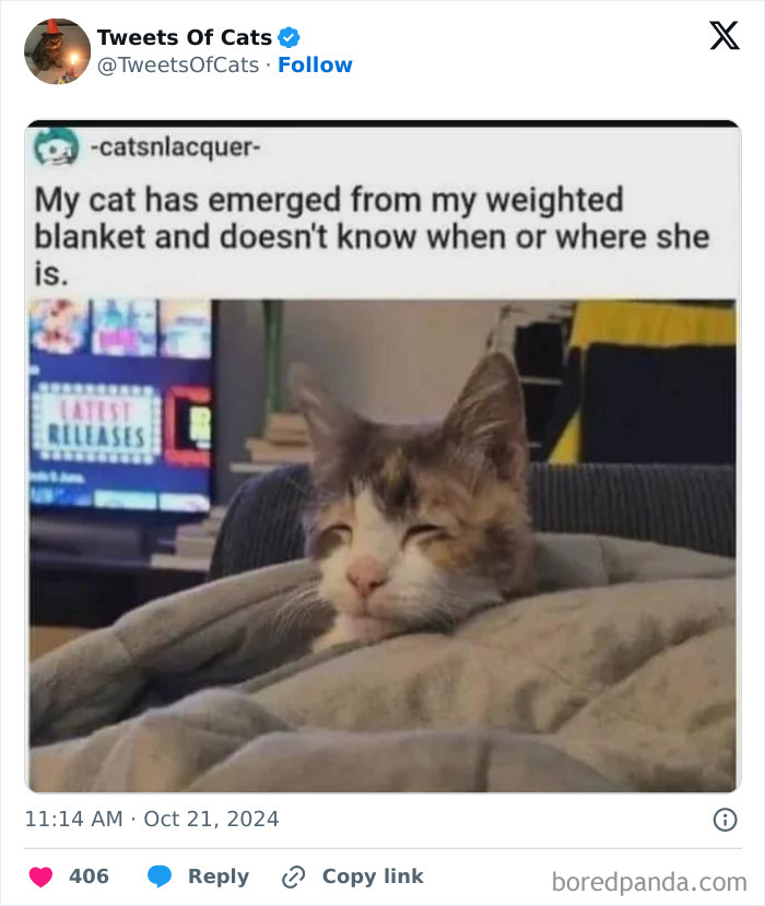 Cat wrapped in a weighted blanket looking confused, showcasing quirky cat memes about delightfully odd creatures.