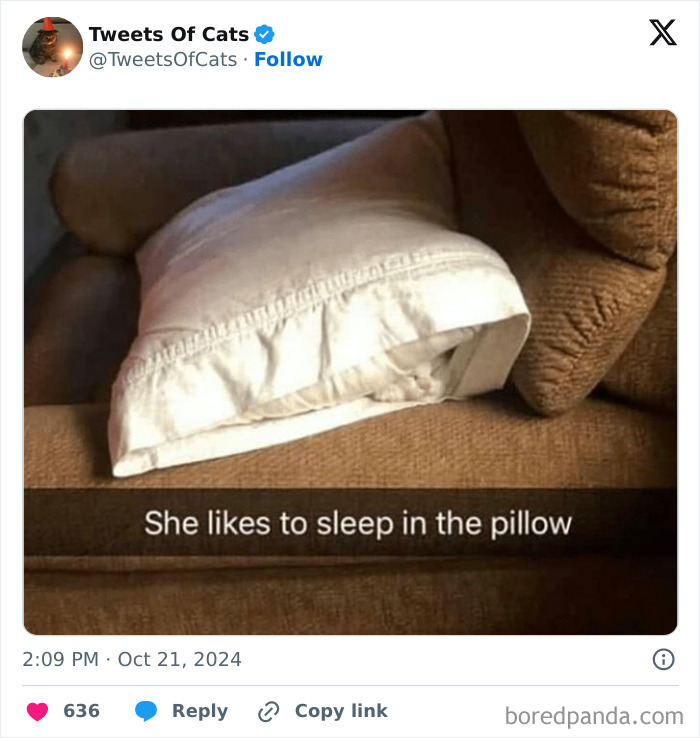 Cat sleeping inside a pillow on a couch, showcasing one of the quirky cat memes proving their delightfully odd nature.