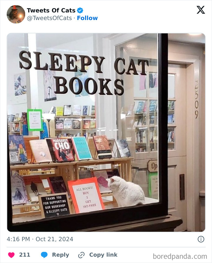 Window of Sleepy Cat Books bookstore with a white cat inside, surrounded by books, highlighting quirky cat memes charm.