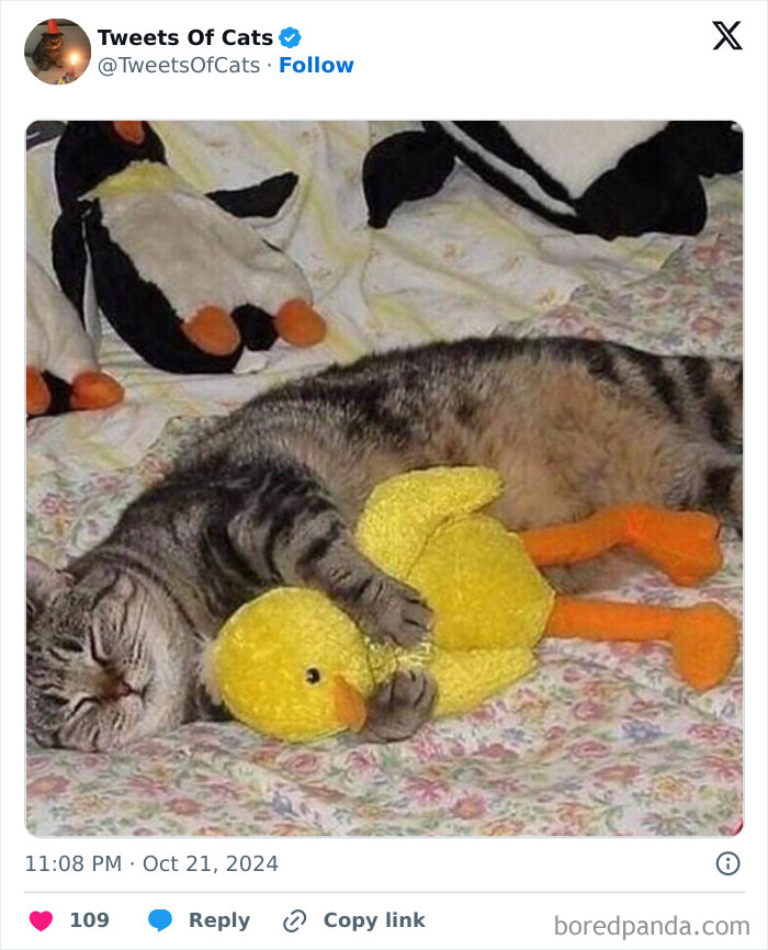 A quirky cat cuddling a yellow plush duck on a bed with penguin stuffed animals in the background.
