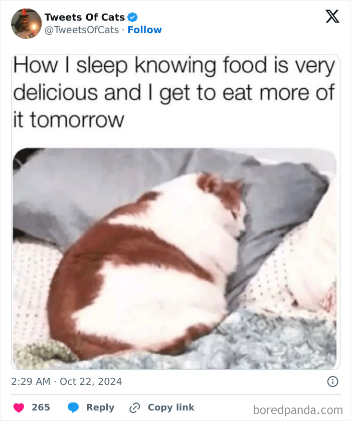 Chubby cat sleeping peacefully on a bed, capturing quirky cat memes that show their delightfully odd nature.