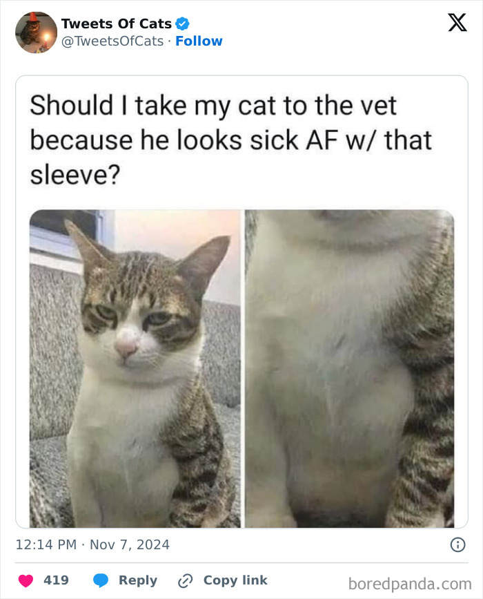 Cat meme showing a tabby cat appearing unwell with a fur pattern resembling a sleeve, highlighting quirky cat memes.