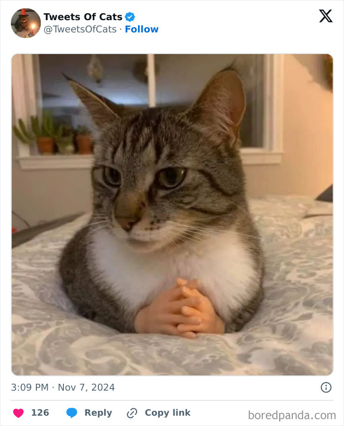 Tabby cat with tiny human-like hands folded, showcasing quirky cat meme highlighting their delightfully odd creatures nature.