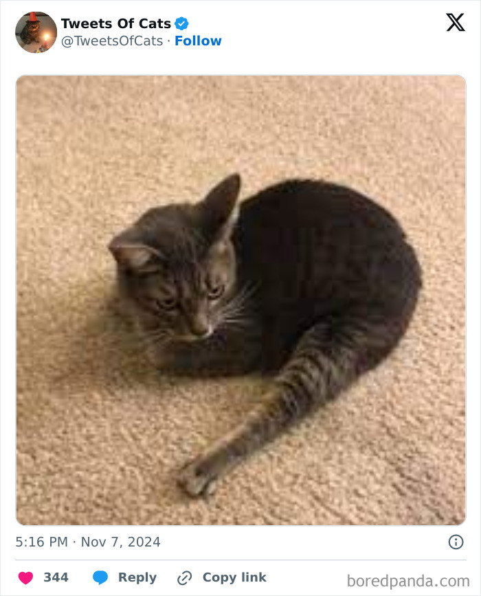 Tabby cat sitting on carpet with one leg stretched oddly, illustrating quirky cat memes of delightfully odd creatures.