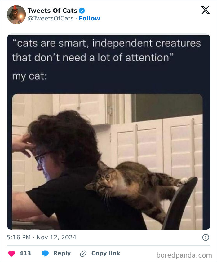 Cat leaning on person’s back, showing quirky behavior of delightfully odd creatures in a humorous moment.