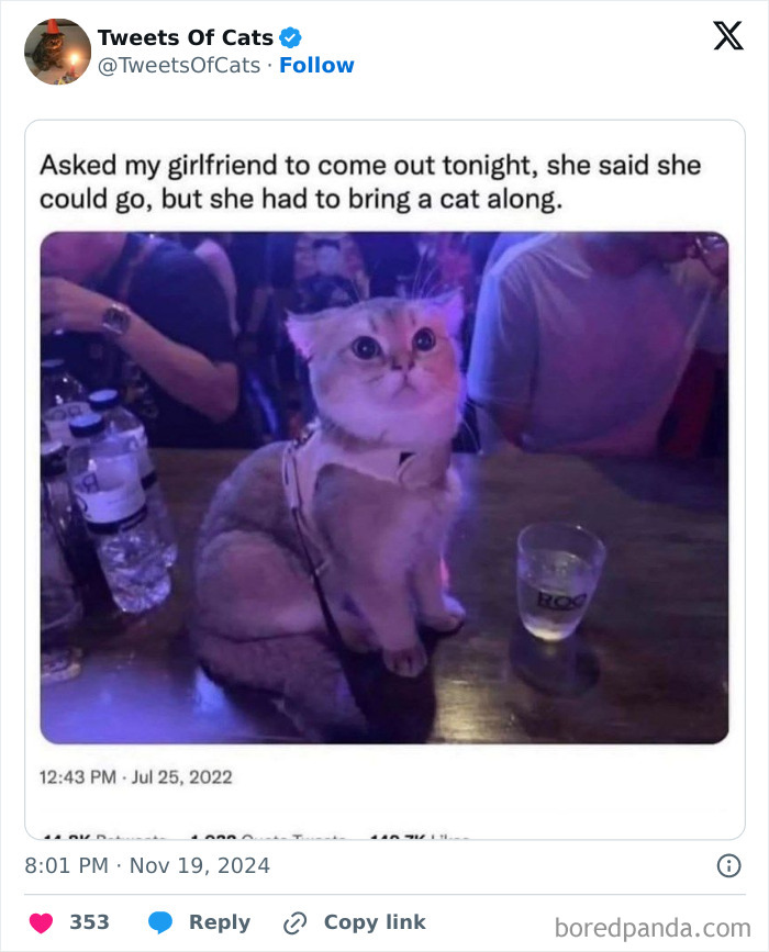 Cat sitting on a bar counter wearing a harness, illustrating quirky cat memes showing their delightfully odd behavior.