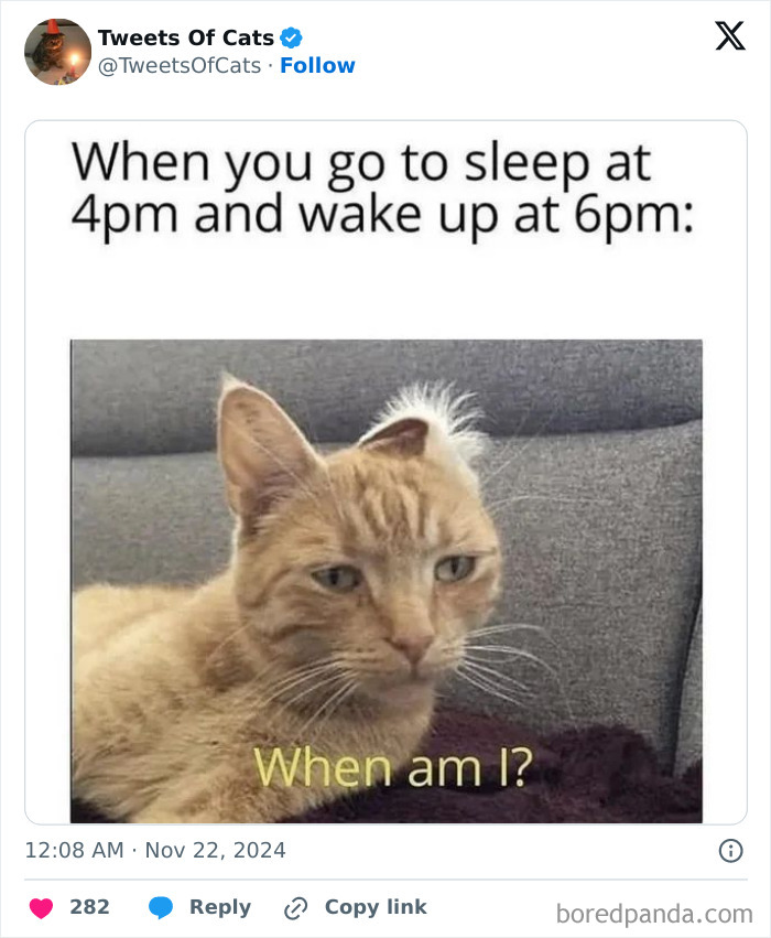 Sleepy orange cat with messy fur looking confused, illustrating quirky cat memes about their delightfully odd behavior.