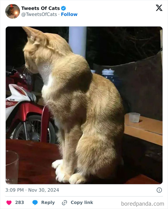 Light brown cat sitting on a table at night, showcasing quirky cat memes that highlight their delightfully odd behavior.