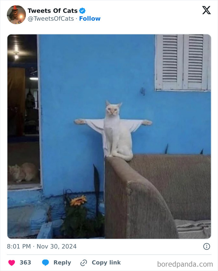 White cat sitting on sofa arm with wall art behind creating quirky cat meme effect of outstretched arms.