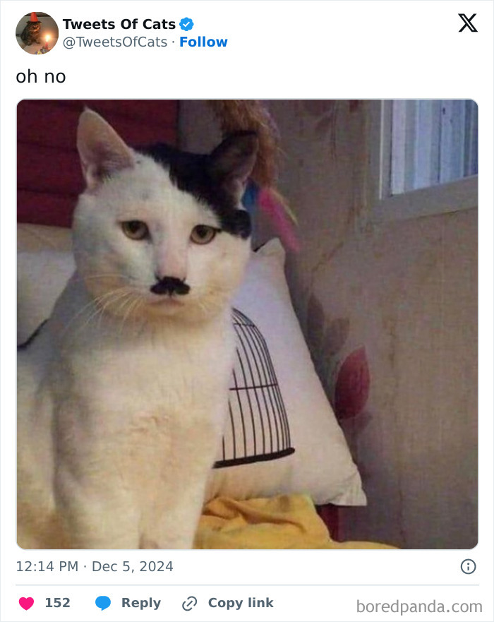 Cat with black fur pattern resembling a quirky mustache and ear patch, showcasing delightfully odd cat features.