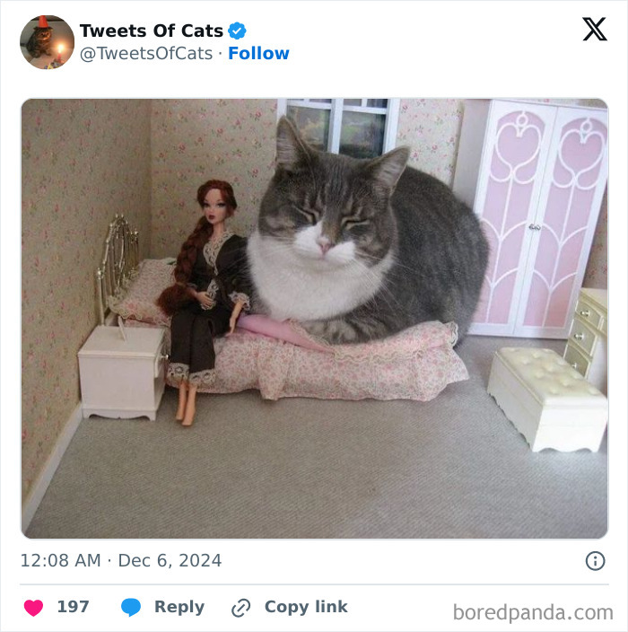 A quirky cat sitting on a tiny doll bed in a miniature room, showcasing their delightfully odd and charming nature.