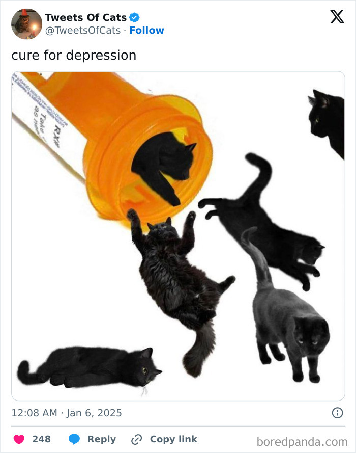 Black cats playfully emerging from a prescription bottle in a quirky cat memes image showing their delightfully odd nature.