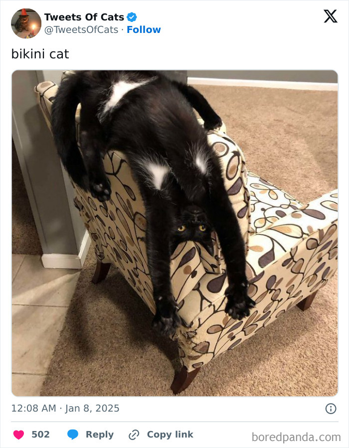 Black cat with white spots hanging oddly upside down off a patterned armchair, showcasing quirky cat behavior.