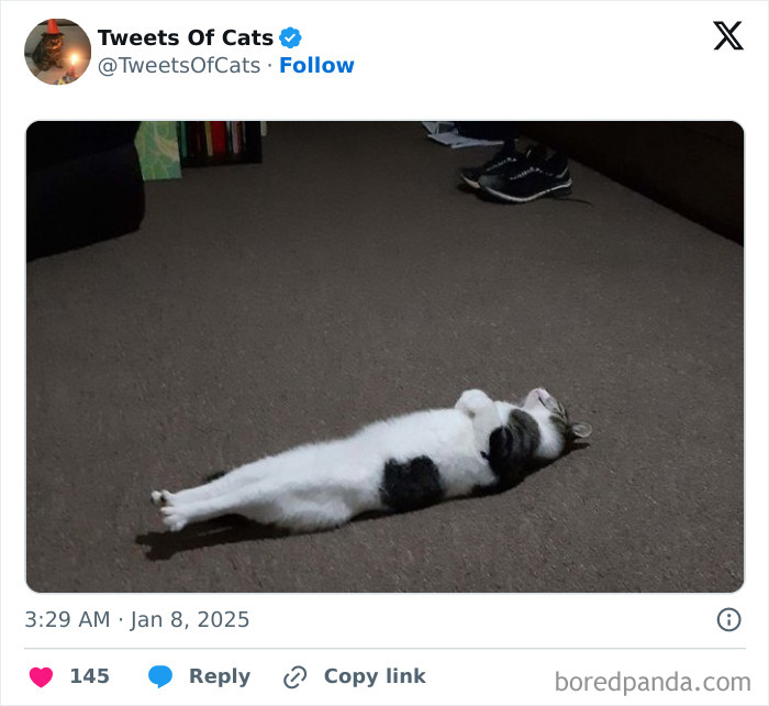 Cat lying stretched out on carpet, showcasing quirky behavior typical of delightfully odd creatures.